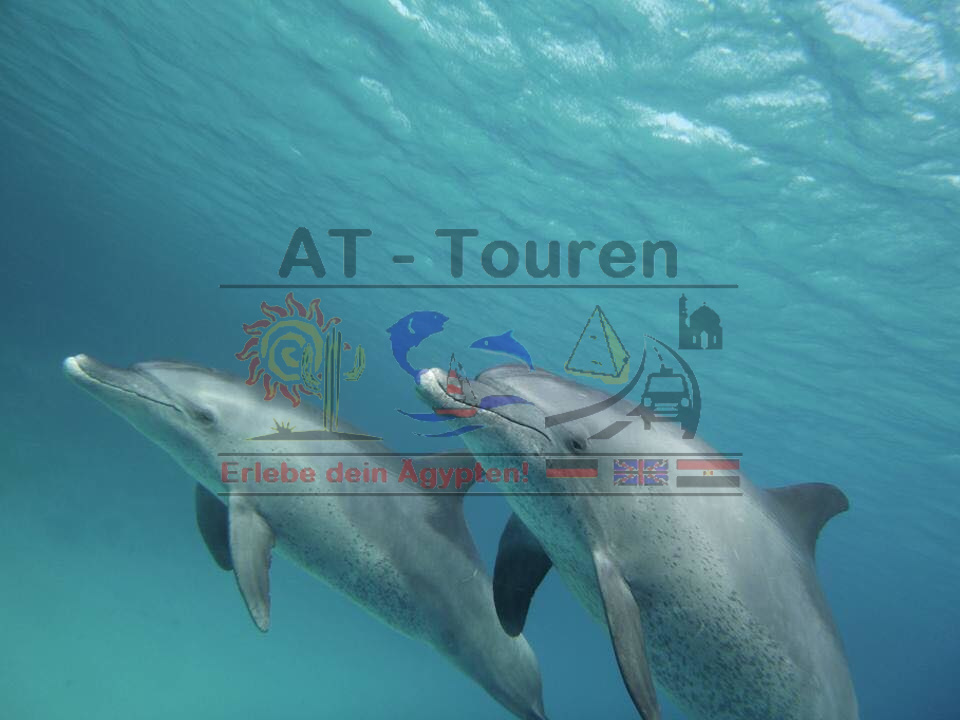 Delfinschwimmen Hurghada - natürlich in freier Wildbahn mit AT-Touren
